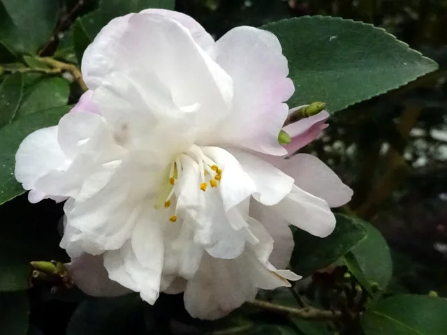 山茶花 "宵待"
