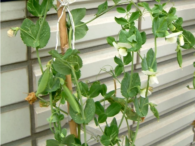 Pea