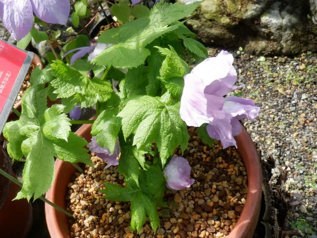 Glaucidium palmatum