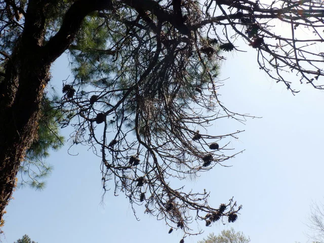 火炬松