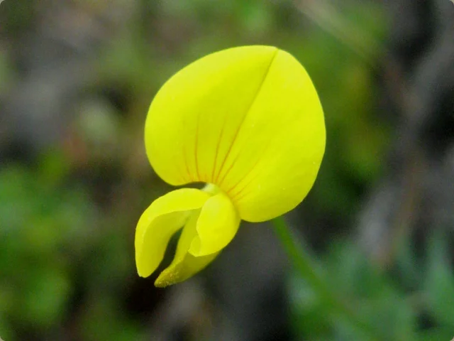 Lotus japonicus