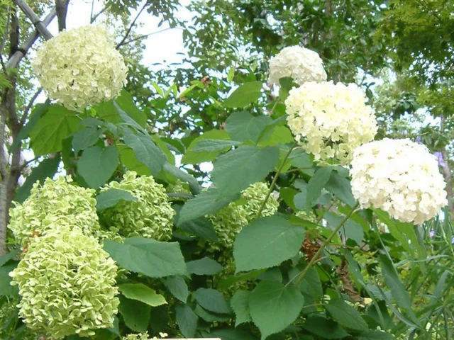 西洋紫陽花 アナベル