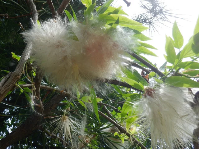 合苞铁线莲