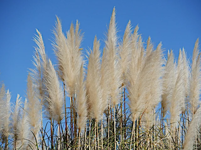 Pampas grass