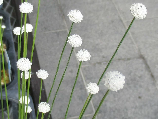 白珠谷精草