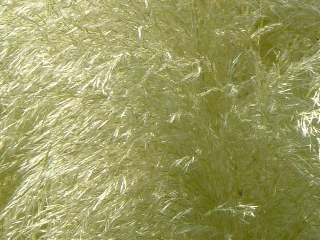 Pampas grass