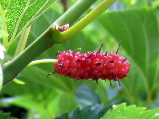 Morus alba
