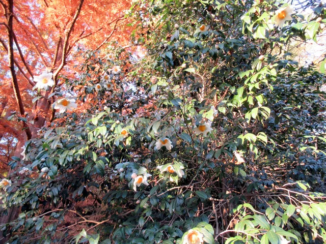 グランサムツバキ