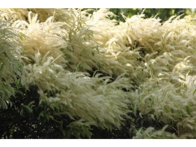 米槠