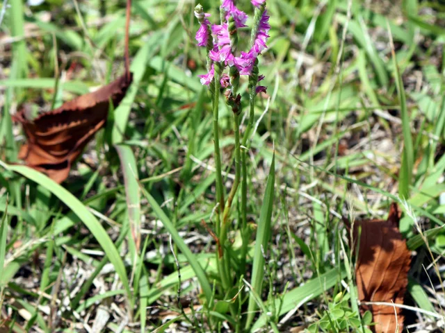 Spiranthes sinensis