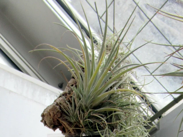 utriculata Pringlei