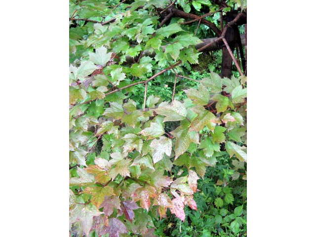 Viburnum sargentii