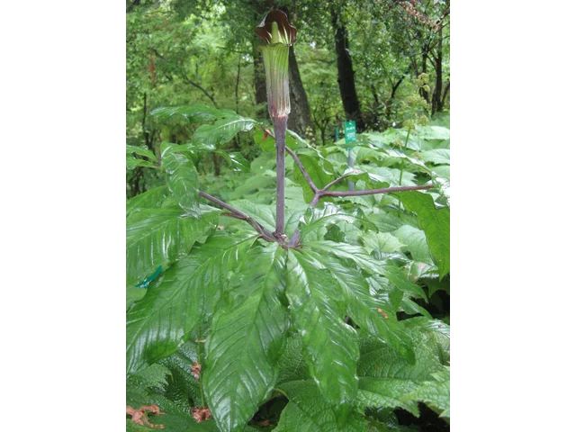 Jack in the pulpit