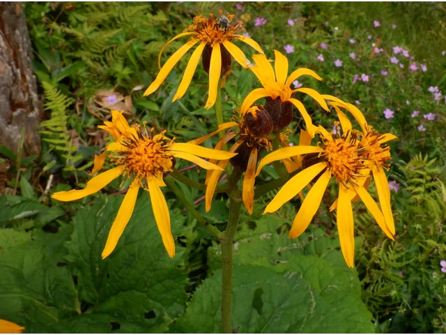 Ligularia dentata