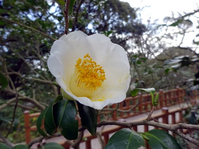 山茶花