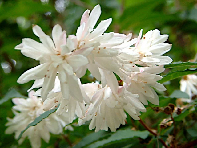 Deutzia crenata f. plena