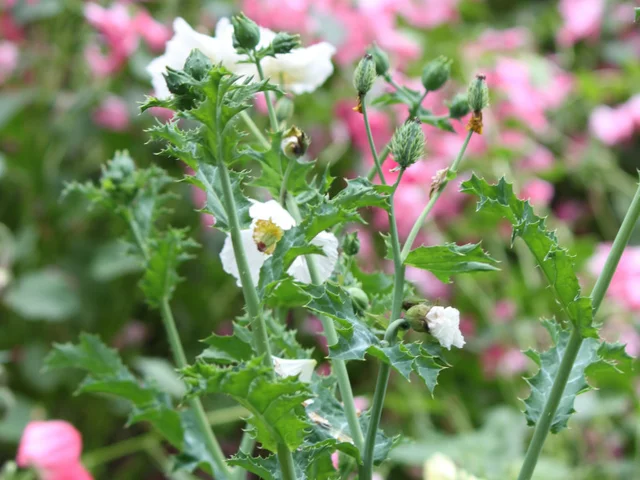 白刺罂粟花
