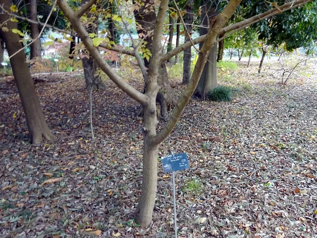 Morus alba
