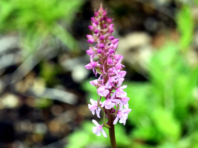 Gymnadenia conopsea