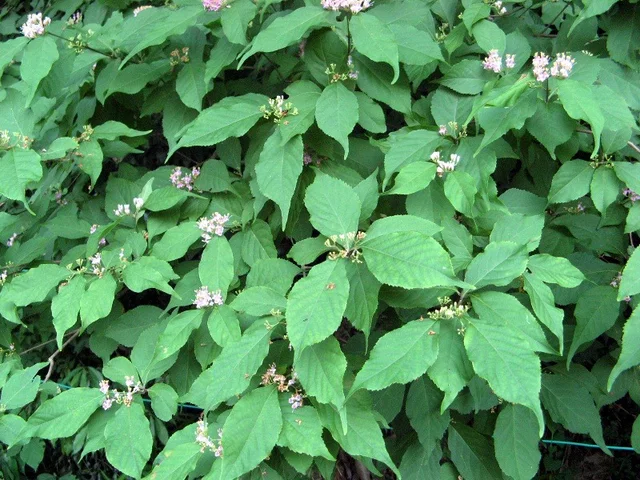 Callicarpa japonica