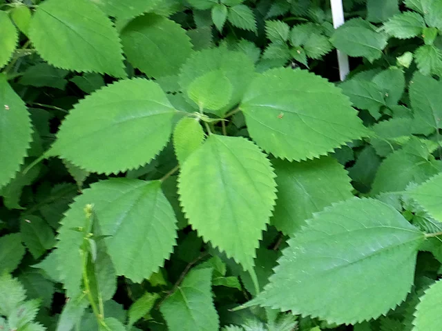 Laportea bulbifera