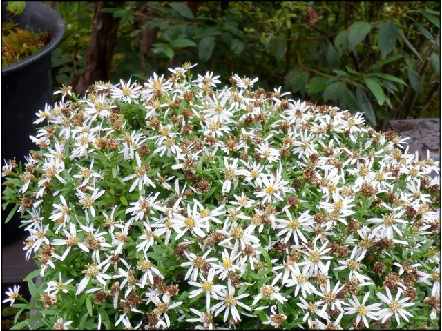 千本菊