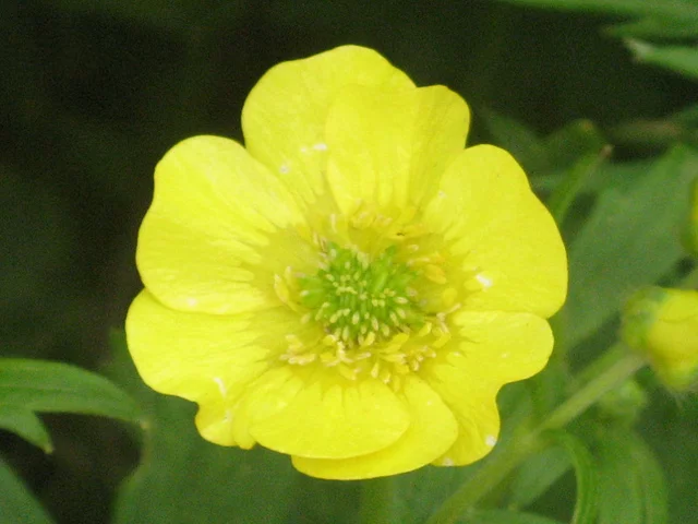 Ranunculus acris