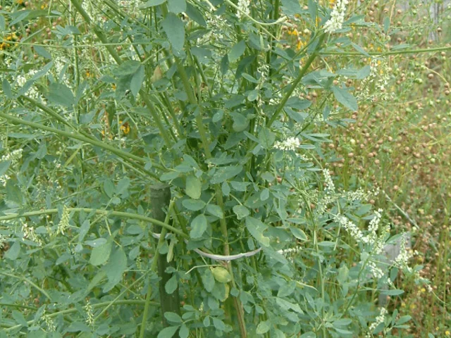 白花草木犀