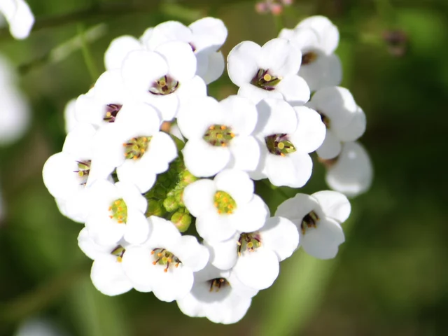 香雪球@Sweet Alyssum Super Alyssum 'Snow princess"