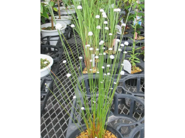 白珠谷精草