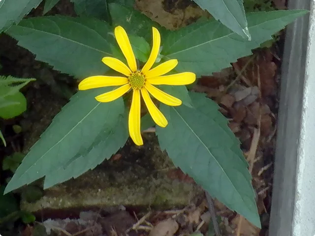 Helianthus tuberosus