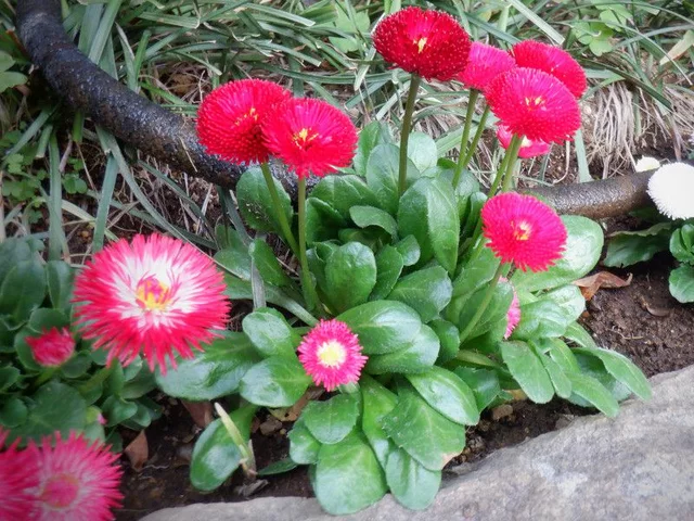 雏菊