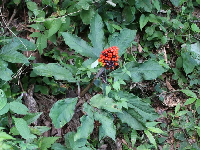 Jack in the pulpit