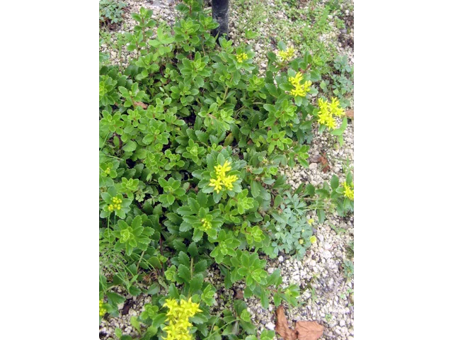 Sedum kamtschaticm