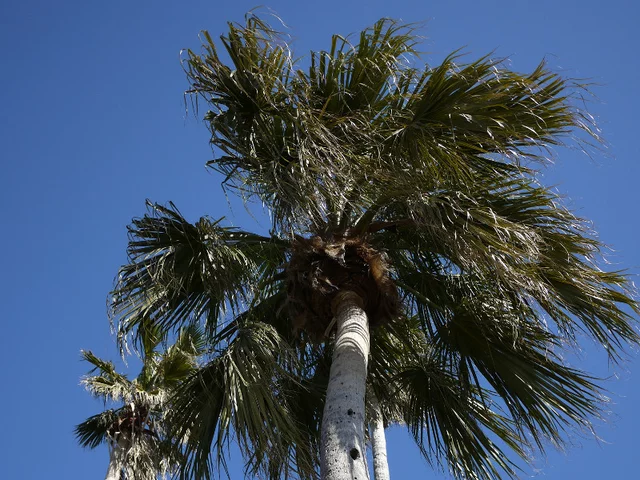 Washingtonia Robusta