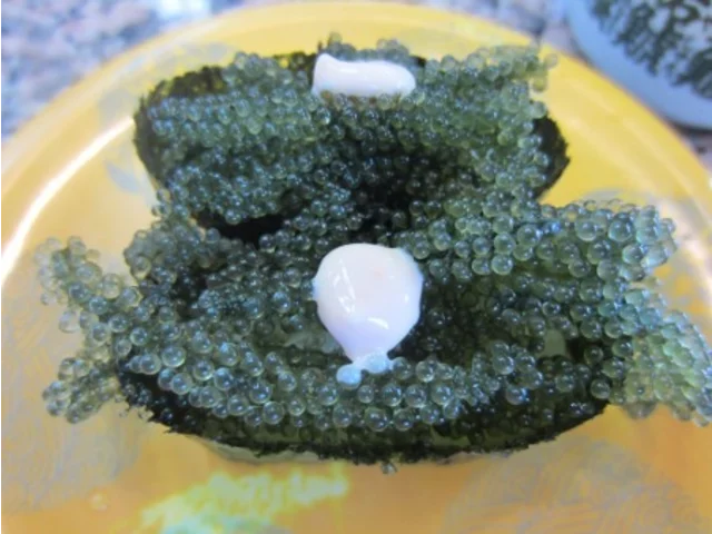 Caulerpa lentillifera