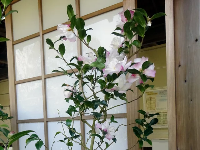 山茶花 "リトルパール"