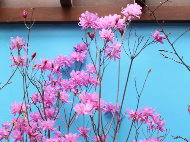 Rhododendron dilatatum