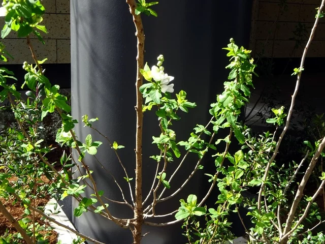 pearlbush, common pearlbush