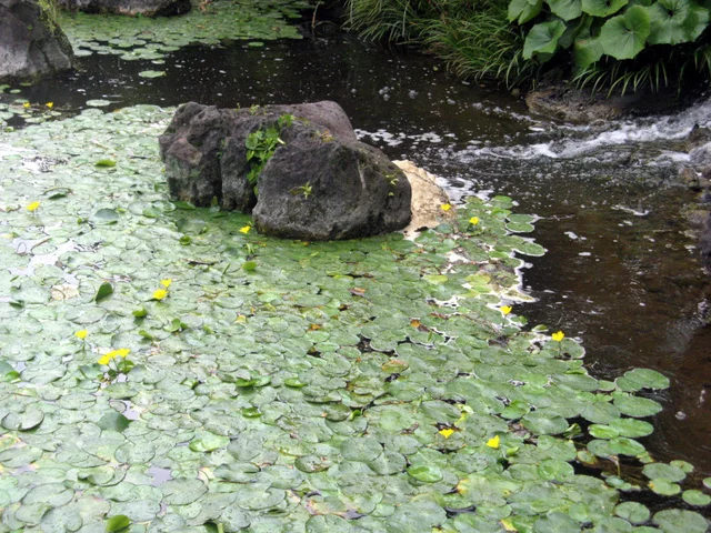 Nymphoides peltata