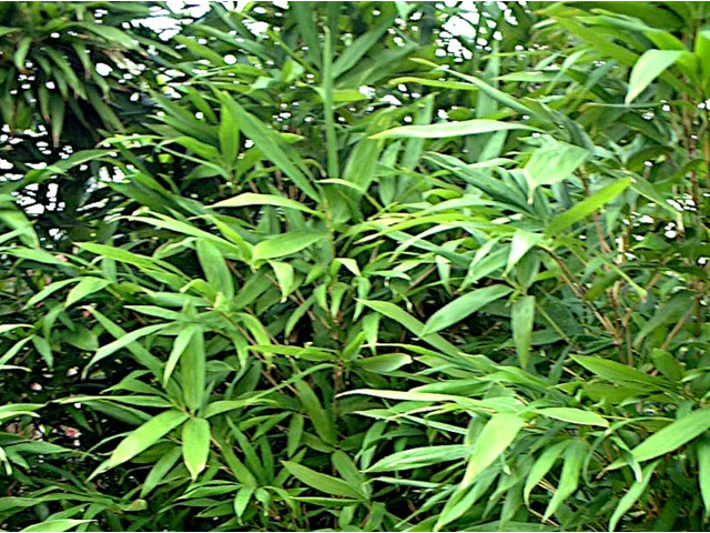 唐竹