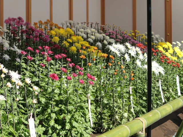 江戸菊 菊>古典菊