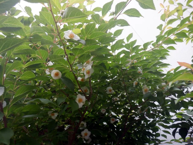 日本紫茎