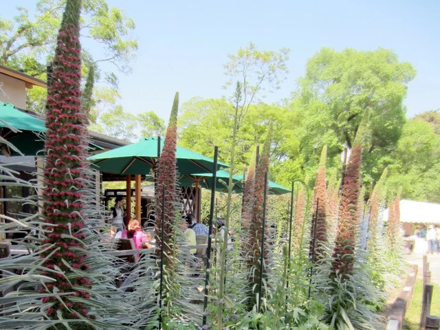 Echium wildpretii