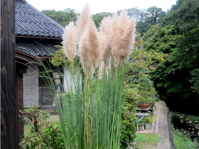 Pampas grass