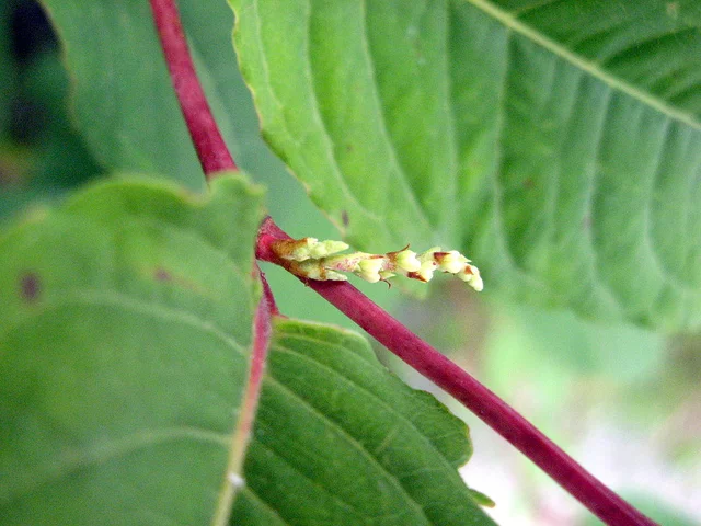 Japanese knotweed
