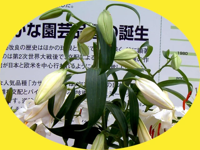 カサブランカ