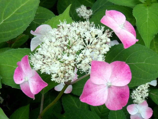 Hydrangea serrata