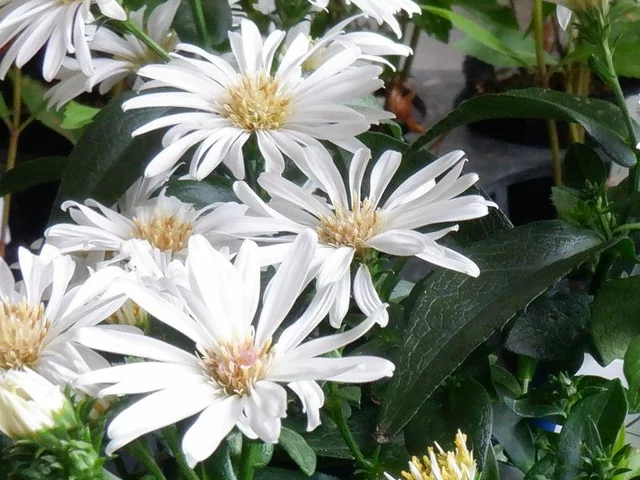 Symphyotrichum novi-belgii