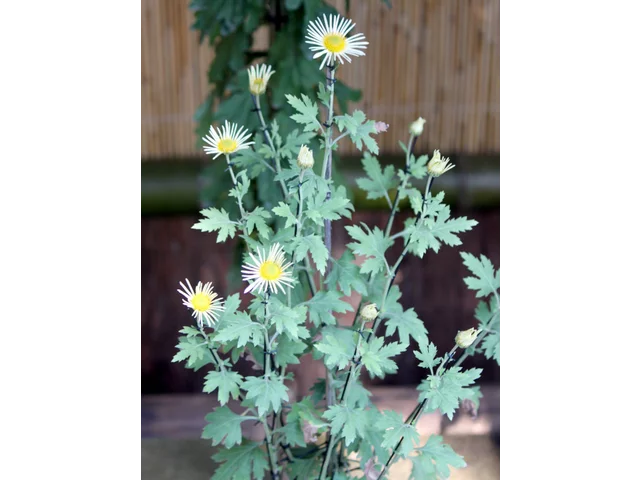 HIgo chrysanthemum